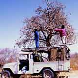Villiappelsiinien poimintaa Botswanassa