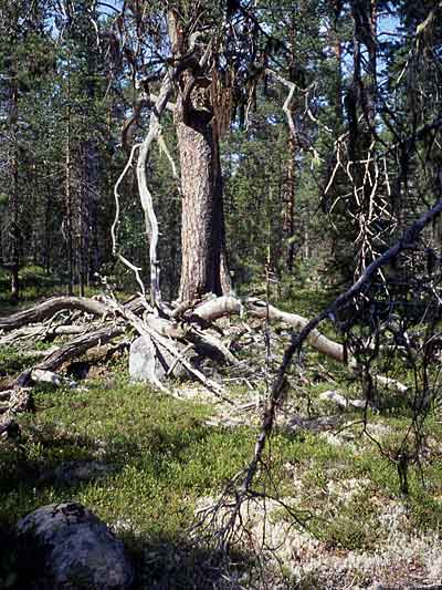 kuva: Outi Hakkarainen