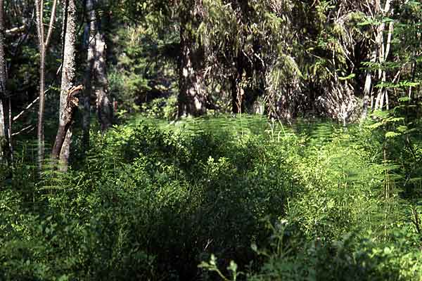 kuva: Outi Hakkarainen